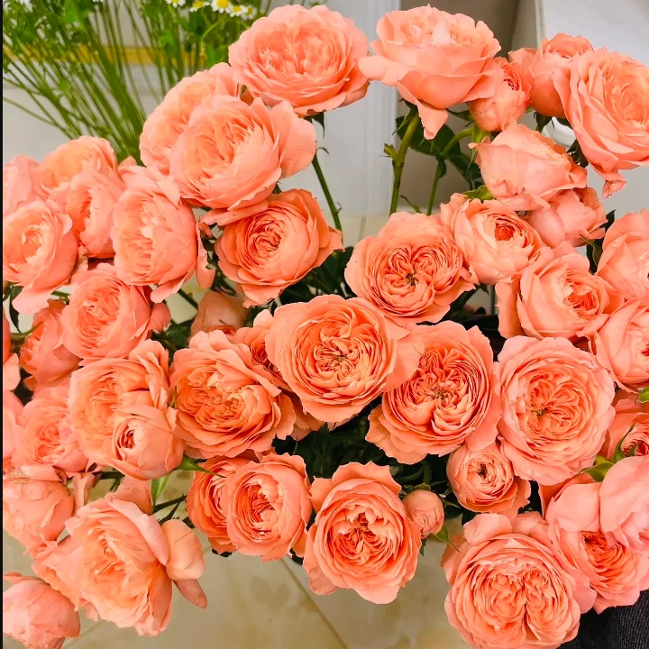 杏色果汁多头玫瑰-家养鲜花云南基地直发-
