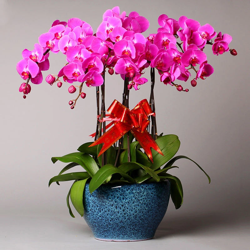 蝴蝶兰花开业乔迁盆栽鲜花速递苏州同城南京无锡徐州常州年宵送花