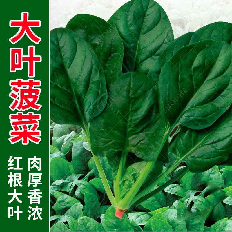 大叶菠菜种子四季易种原生态菠菜籽种子耐热耐寒抗病越冬蔬菜种子