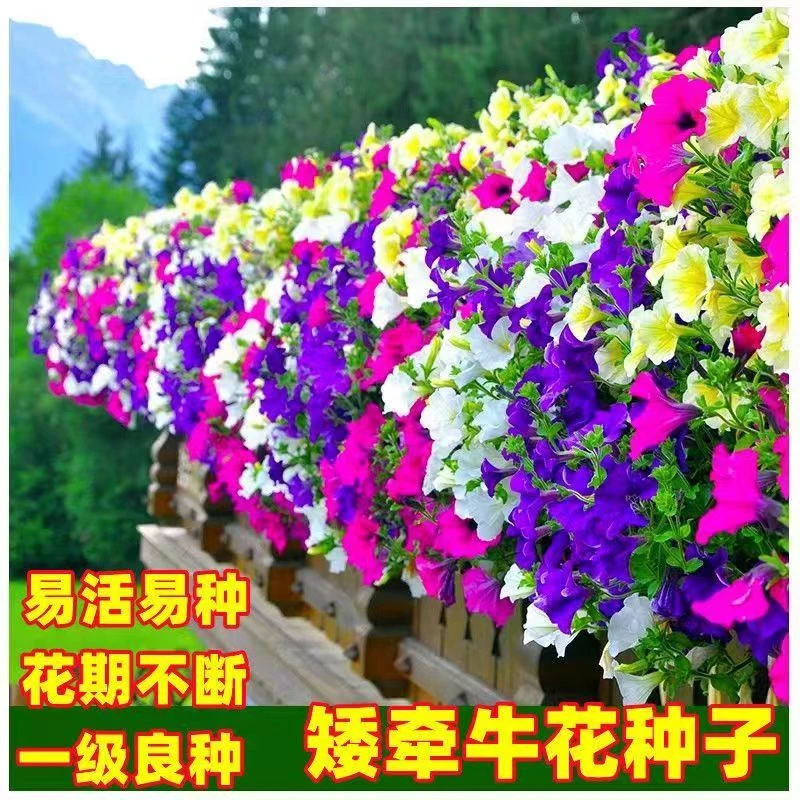 矮牵牛盆栽带花百万小玲花苗垂吊舞春花阳台花卉四季天竺葵美女樱