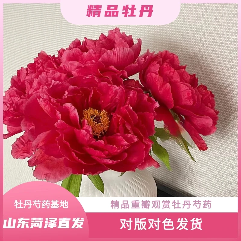 【精品观赏牡丹苗】山东菏泽种植基地  精品重瓣观赏牡丹 对色对版