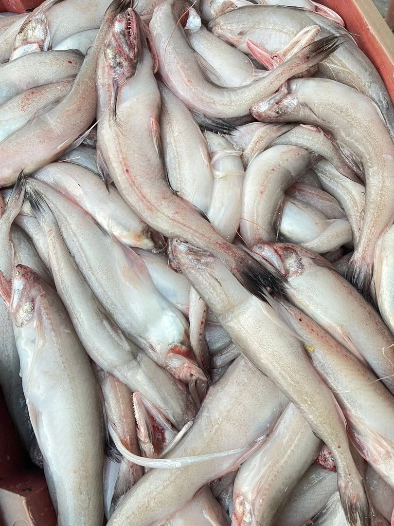 龙头鱼 （丝丁鱼）跟豆腐一样滑嫩 顺丰发货新鲜到家