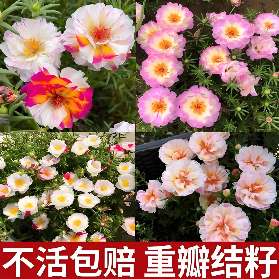 籽播重瓣太阳花 原盆原土发货 一单包邮包成活