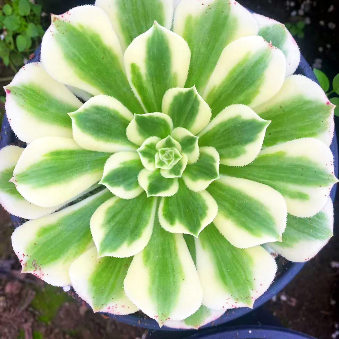 迈巴赫多肉法师万圣节奶白锦 高端法师锦办公室阳台绿植净化空气