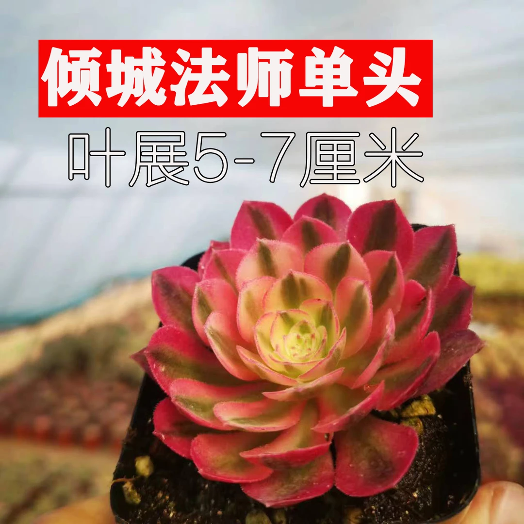 倾城法师单头高档多肉办公室阳台趣味植物净化空气