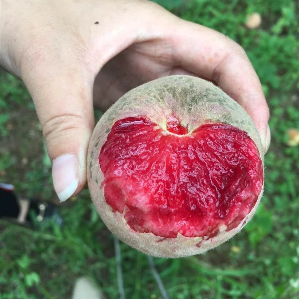 【班长大万】2025新货湖北胭脂红血桃4.5斤桃子