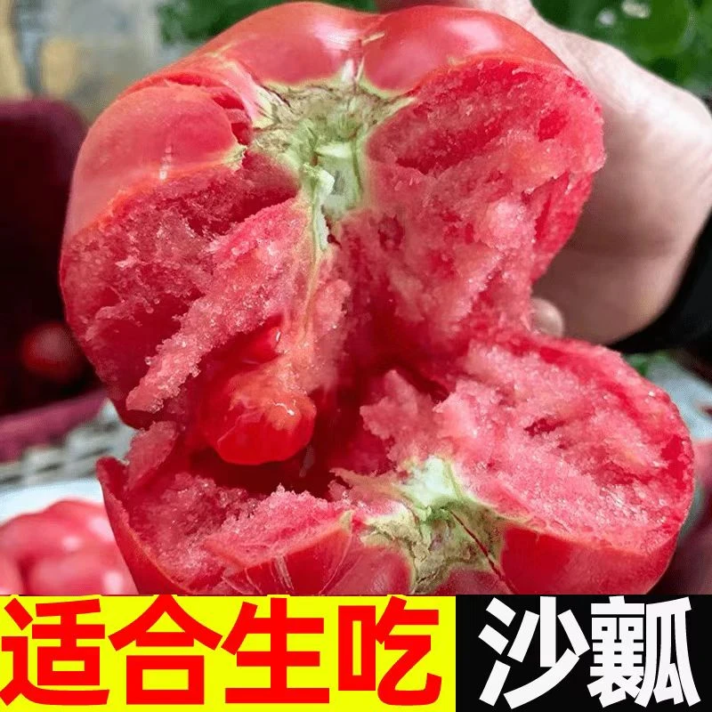 甘肃新鲜蔬菜正宗番茄沙瓤粉果西红柿整箱包邮净重