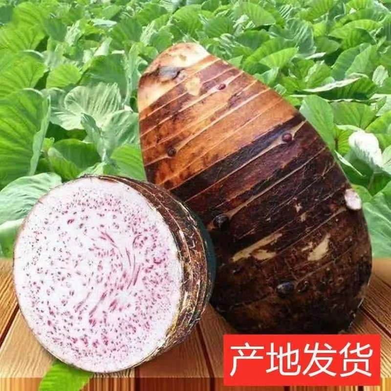 【坏果包赔】广西荔浦芋头 优质芋头现挖现发 新鲜采摘 斤3/5斤/9斤