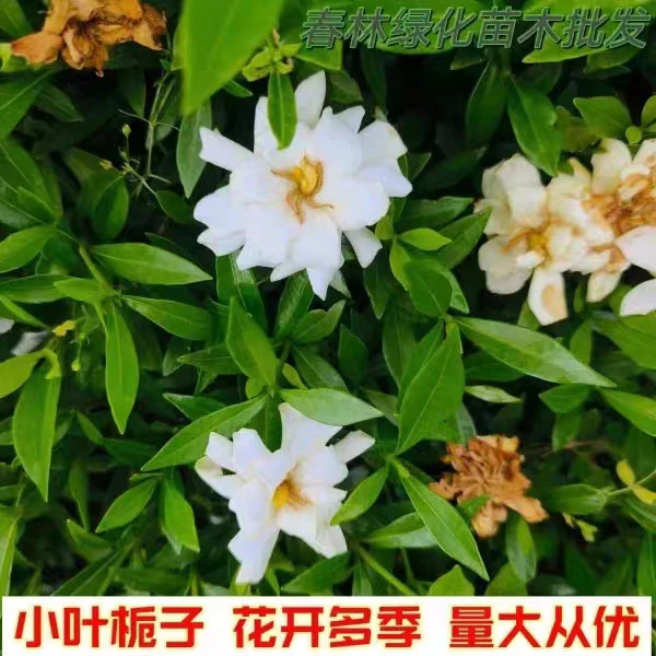苗木盆栽室内花卉老桩海栀子小叶大叶枙子花开花绿植花庭院绿化