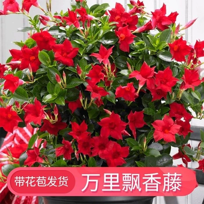 带花苞飘香藤四季开花庭院爬藤植物浓香型花卉室内阳
