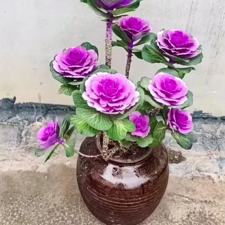 多头羽衣甘蓝盆栽老桩耐寒玫瑰庭院冬日花卉观赏阳台可食用多年生