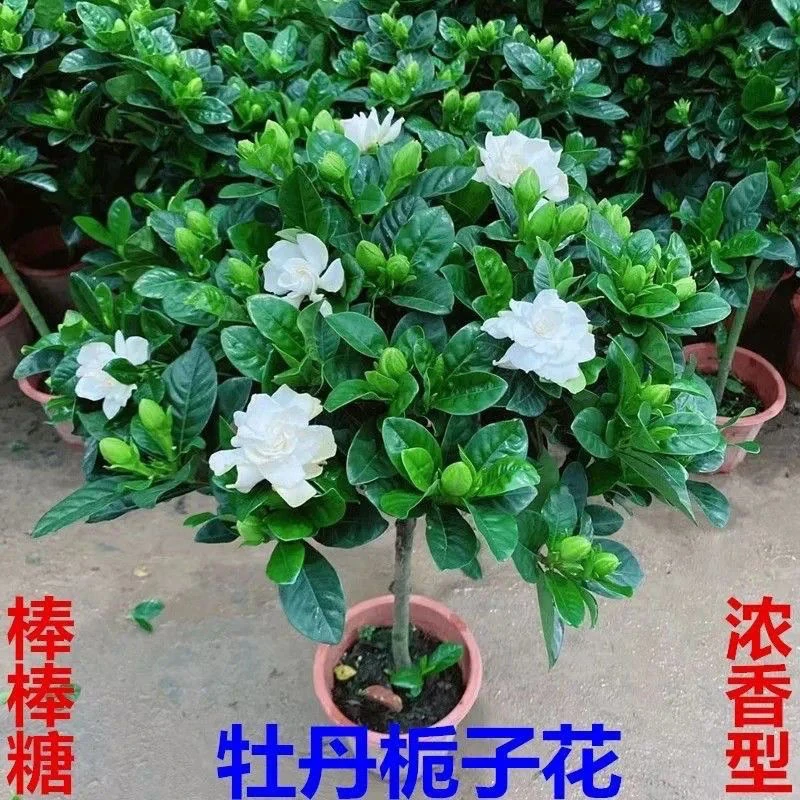 独杆栀子花苗四季开花大叶牡丹栀子花盆栽浓香型客厅阳台带花苞