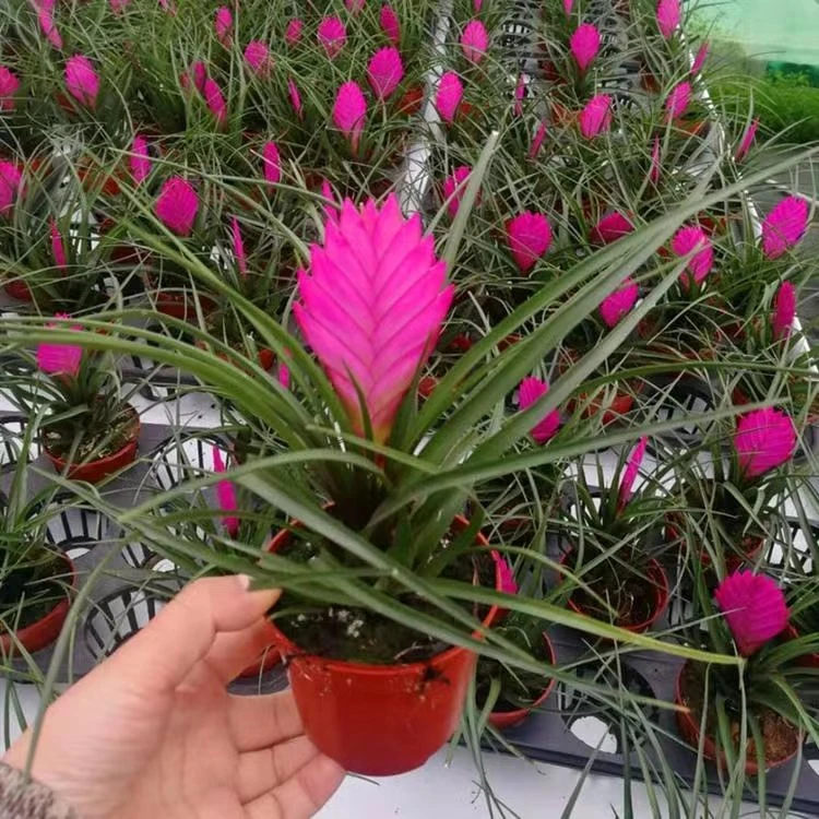 铁兰盆栽水培植物室内好养开花绿植办公室四季开花植物凤梨盆栽