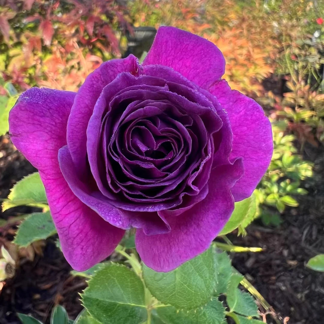 【带花发货】比利时藤本花园月季花苗庭院爬藤花卉四季开花大花蔷薇