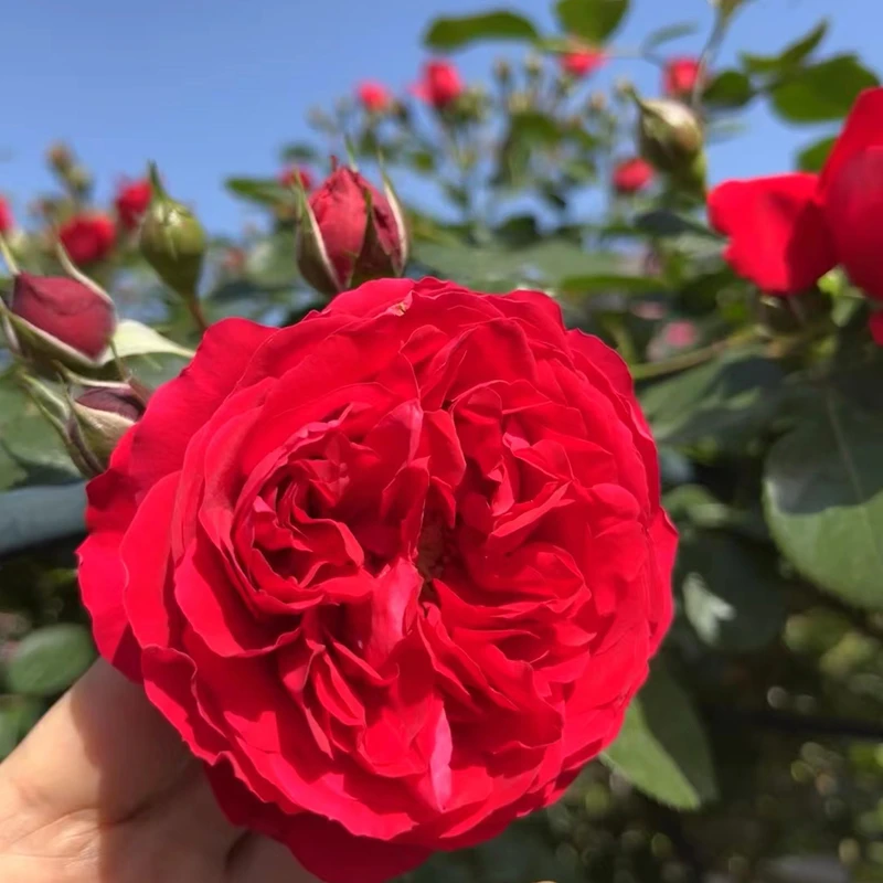 【限量福利】佛罗伦蒂娜 藤本月季大花苗庭院爬藤花卉多花 顺丰包邮