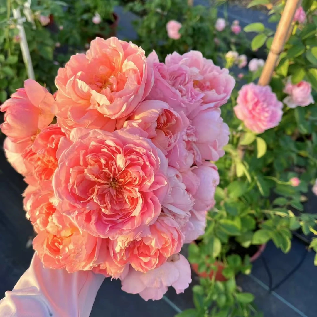 【1.2-1.5米大苗】舍农索城堡的女人藤本月季大苗大花浓香爬藤月季