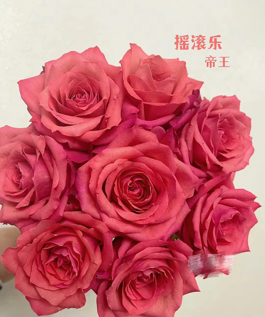 帝王玫瑰摇滚乐月季花苗