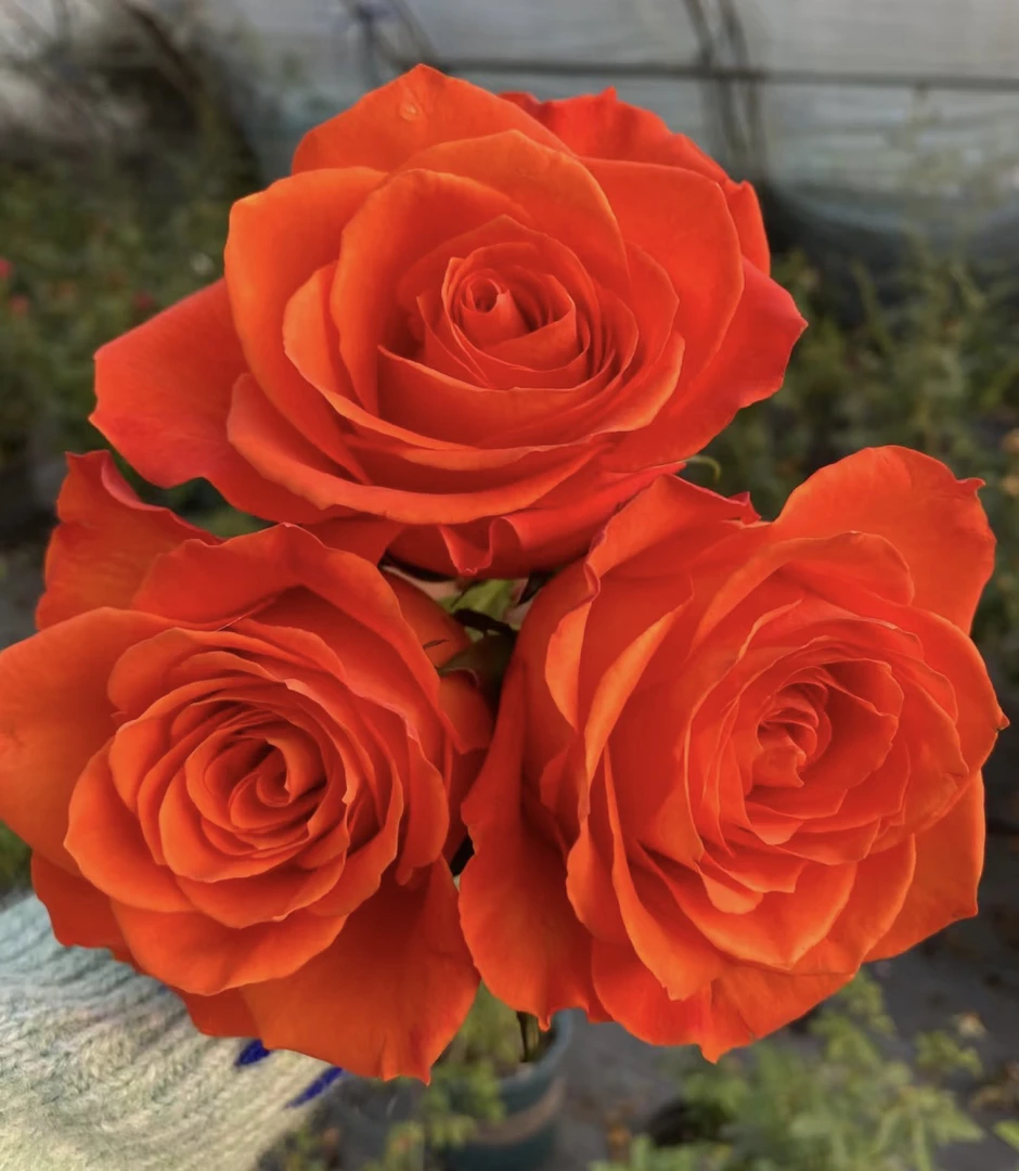 阿馥苑高端切花【橙色波浪】月季花苗