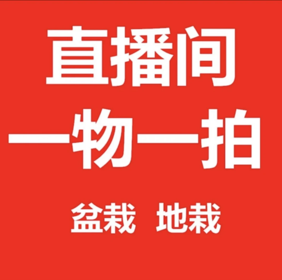 沙糖桔纯甜四季金桔树南方北方石榴树室内外耐寒盆栽盆景树桔子树