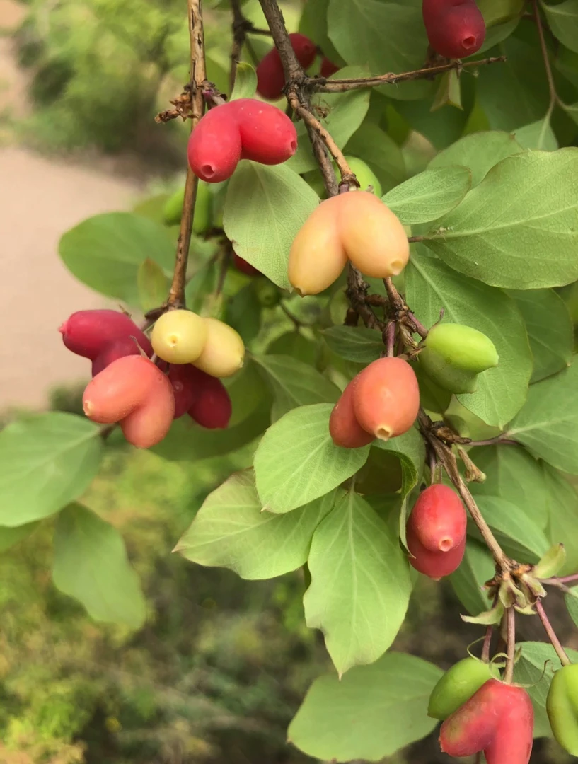 爱心果黄栌园艺素材顺丰发货不包邮