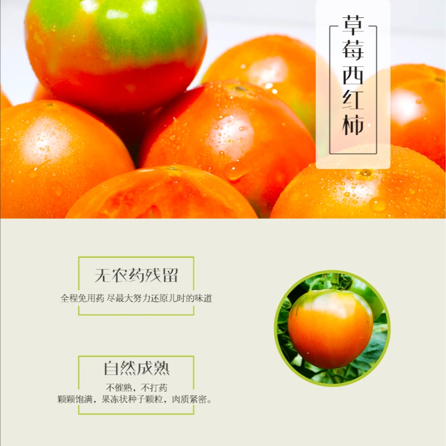 秦皇岛草莓西红柿/5斤装