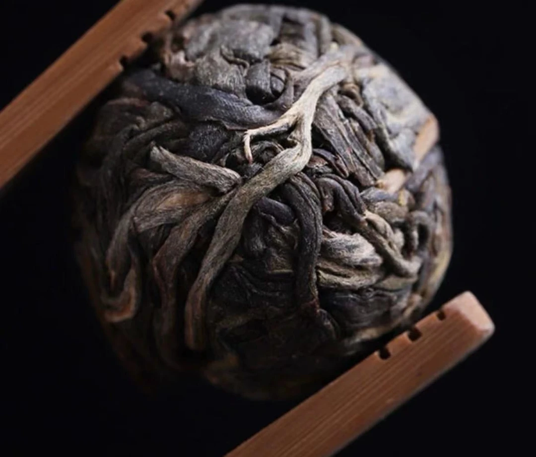 【明熙古茶】2023年头春古树试饮龙珠1粒