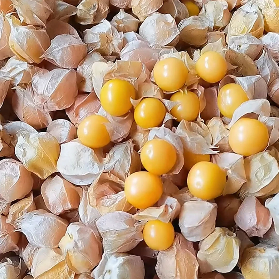 东北延边姑娘果灯笼果产地直发