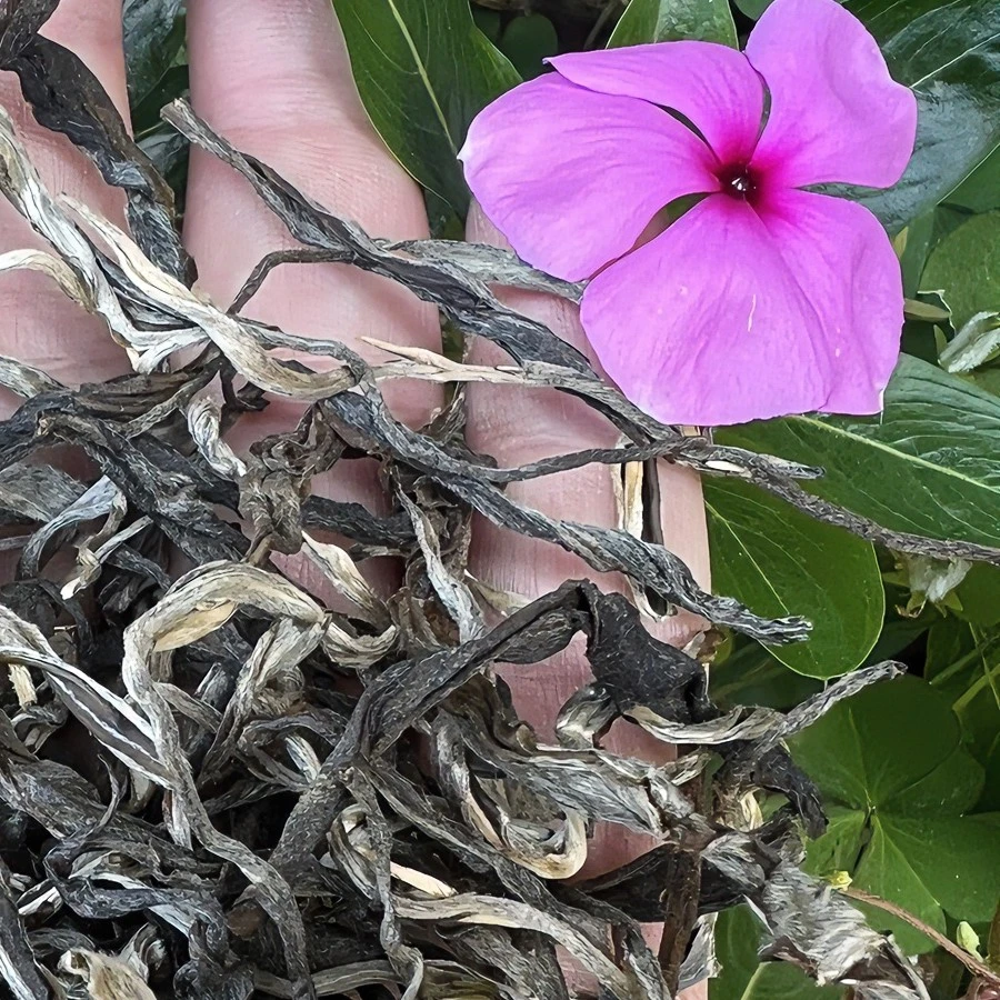 2023《红花老曼峨挑采大古树甜》华岩号普洱生茶100克 密封 罐装