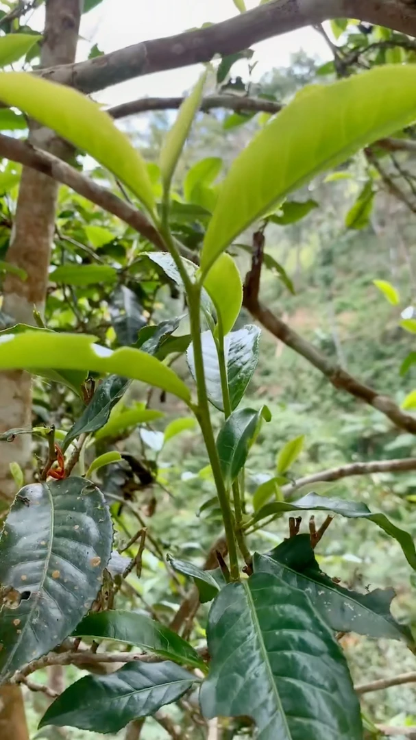 2024头春头采《芭蕉林挑采高杆古树 》100克