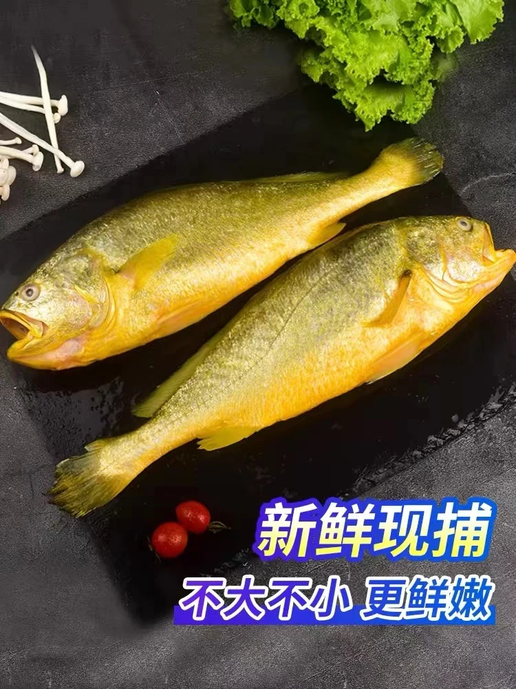 日照发货黄花鱼 单条（8~9）两左右 干冰速冻锁鲜顺丰运输