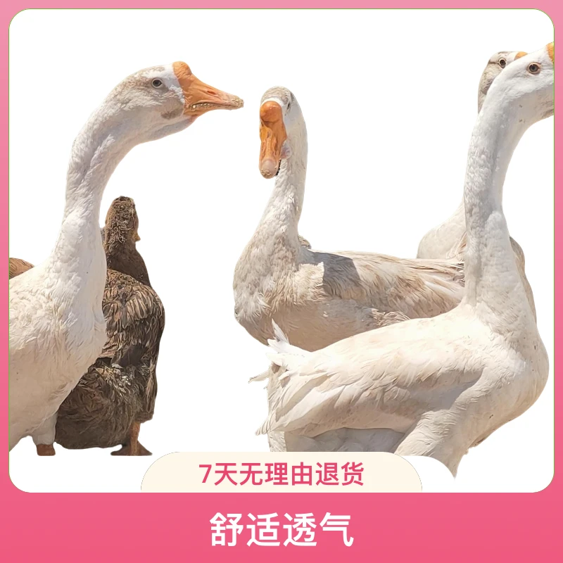 吃谷散养农村大鹅