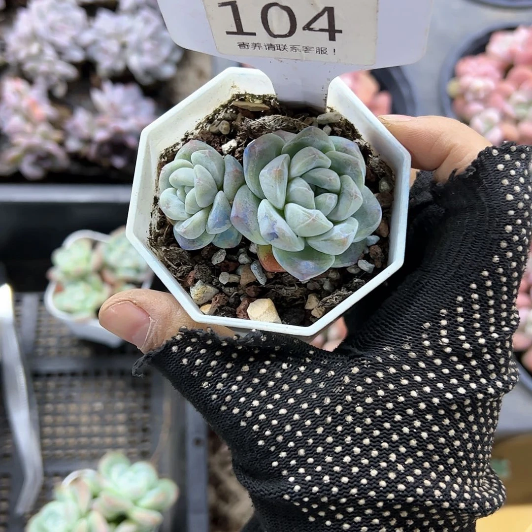 红陶20CM（含）-50CM（不含）h****y104