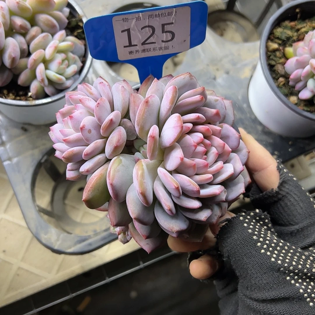 红陶20CM（含）-50CM（不含）1***1125