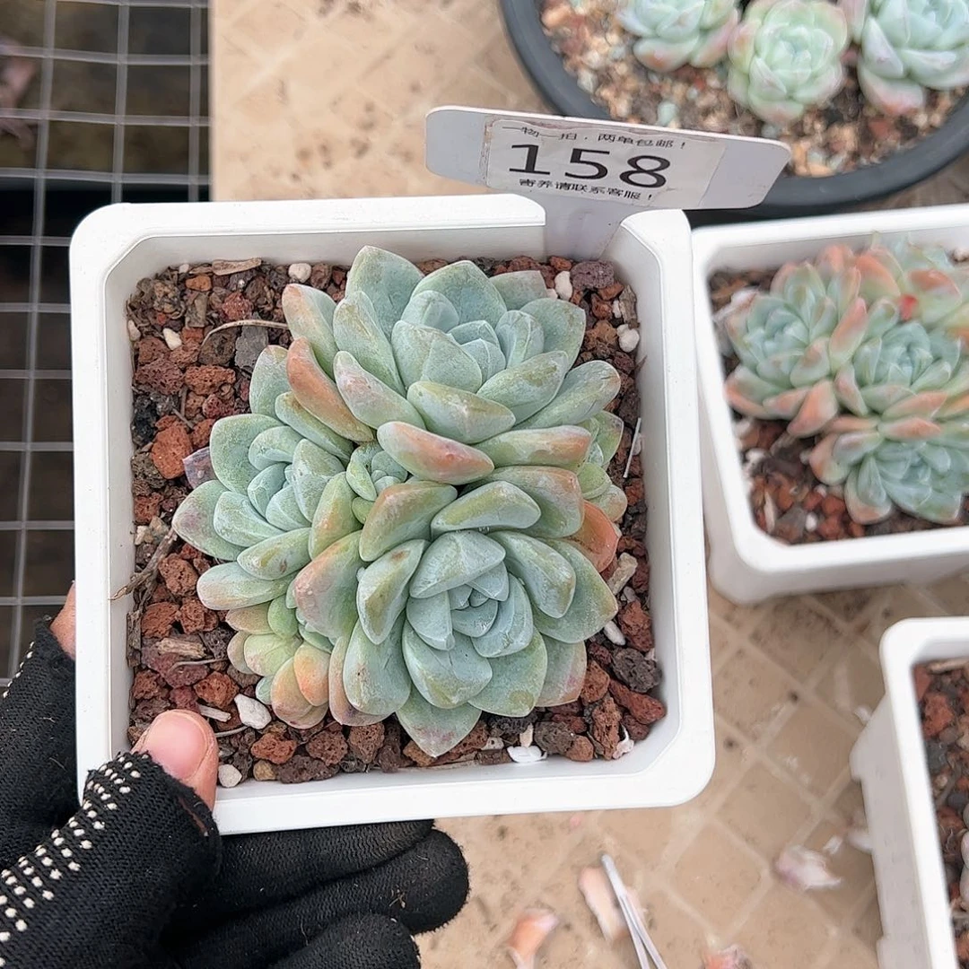 红陶20CM（含）-50CM（不含）爆**?158