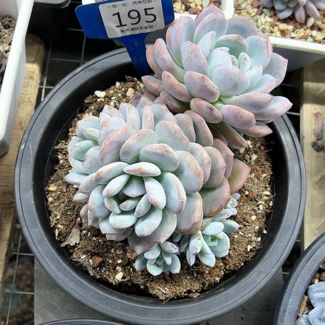 红陶20CM（含）-50CM（不含）果*然195