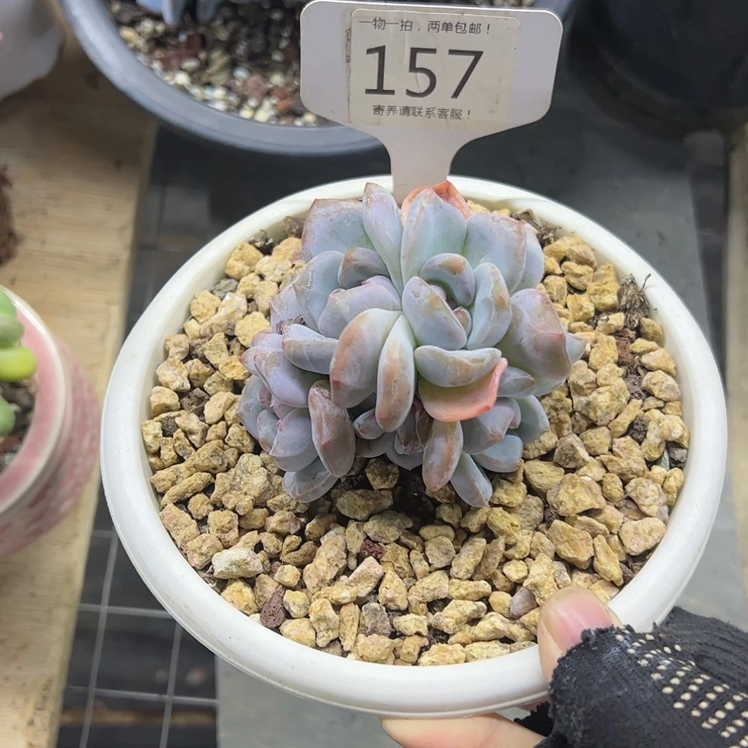 红陶20CM（含）-50CM（不含）小**?157