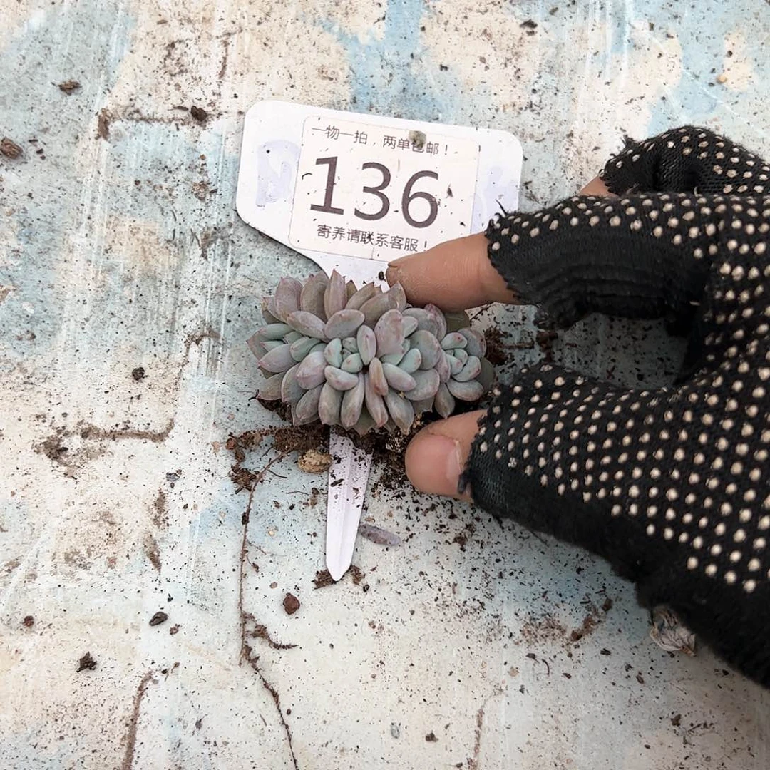 红陶20CM（含）-50CM（不含）?****喵136