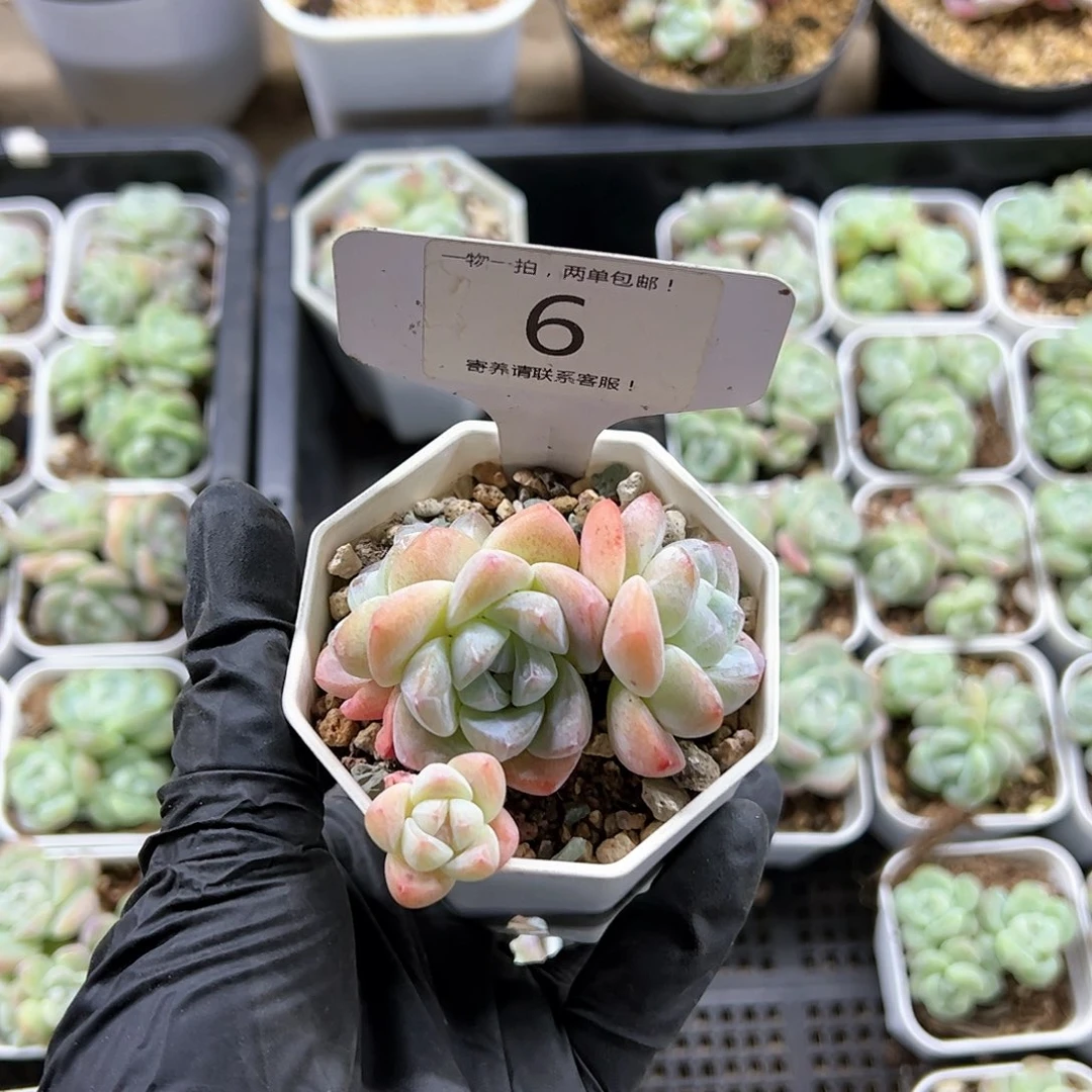 红陶20CM（含）-50CM（不含）小**丶6