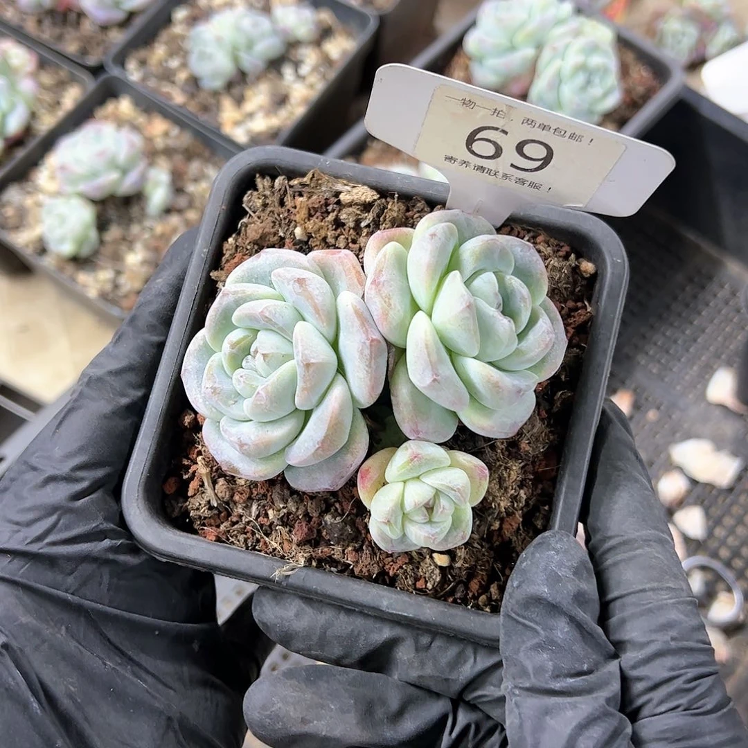 红陶20CM（含）-50CM（不含）b****e69