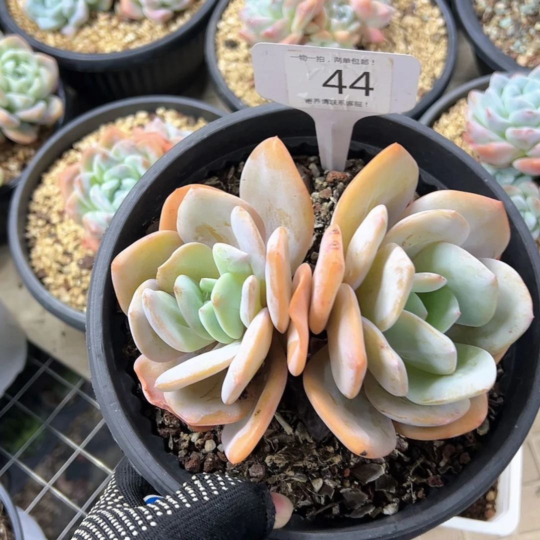 红陶20CM（含）-50CM（不含）浅*44