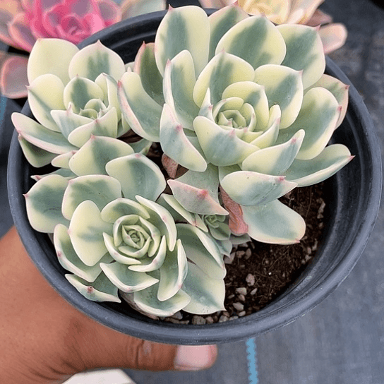 指**生三头玉蝶锦带盆发货