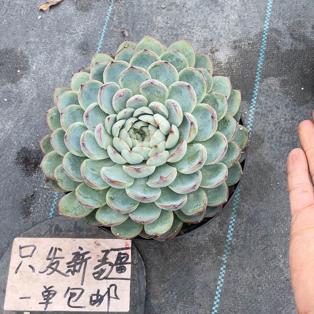 @*河超大粉水晶带盆发货