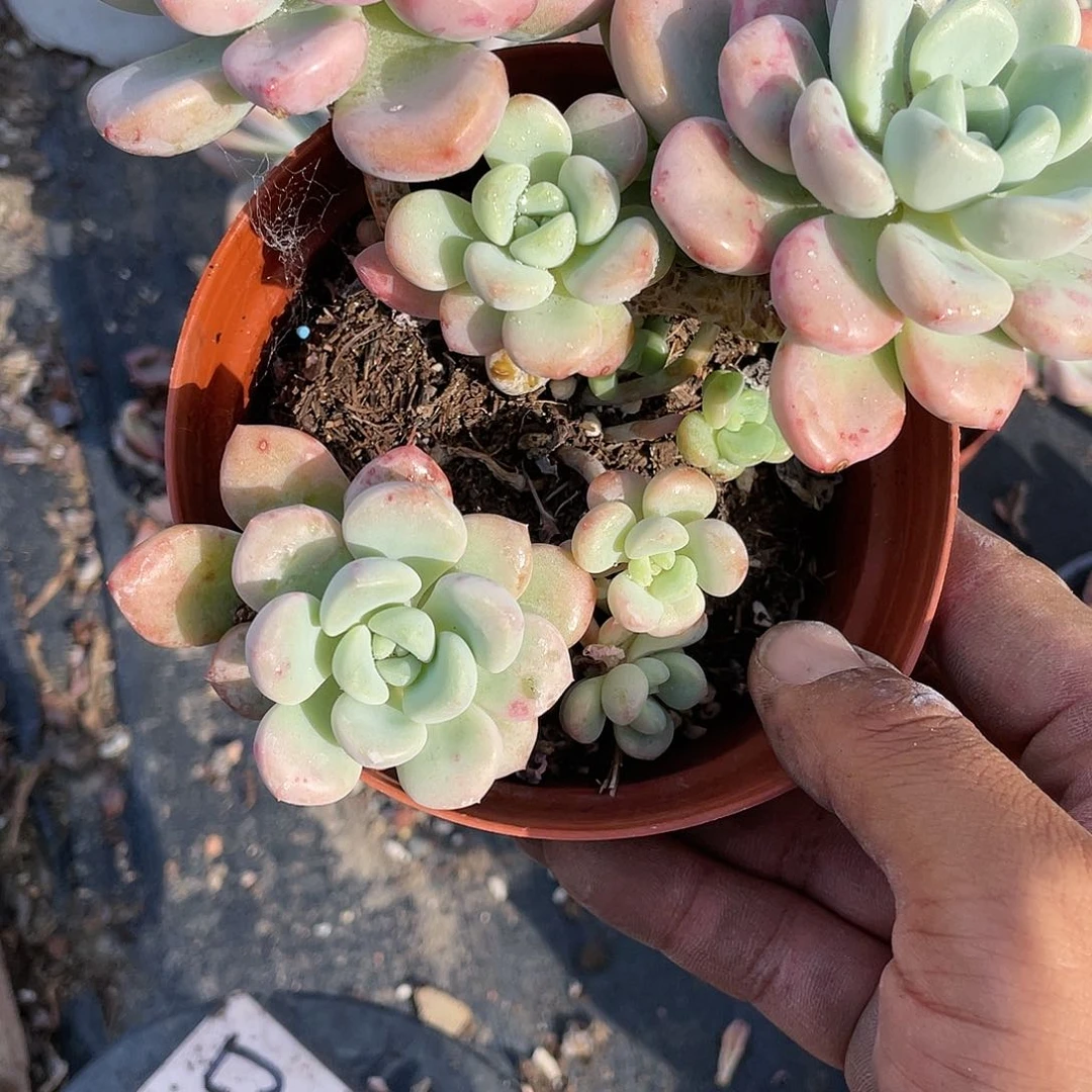 露****笑花斑鹿多肉带盆发货