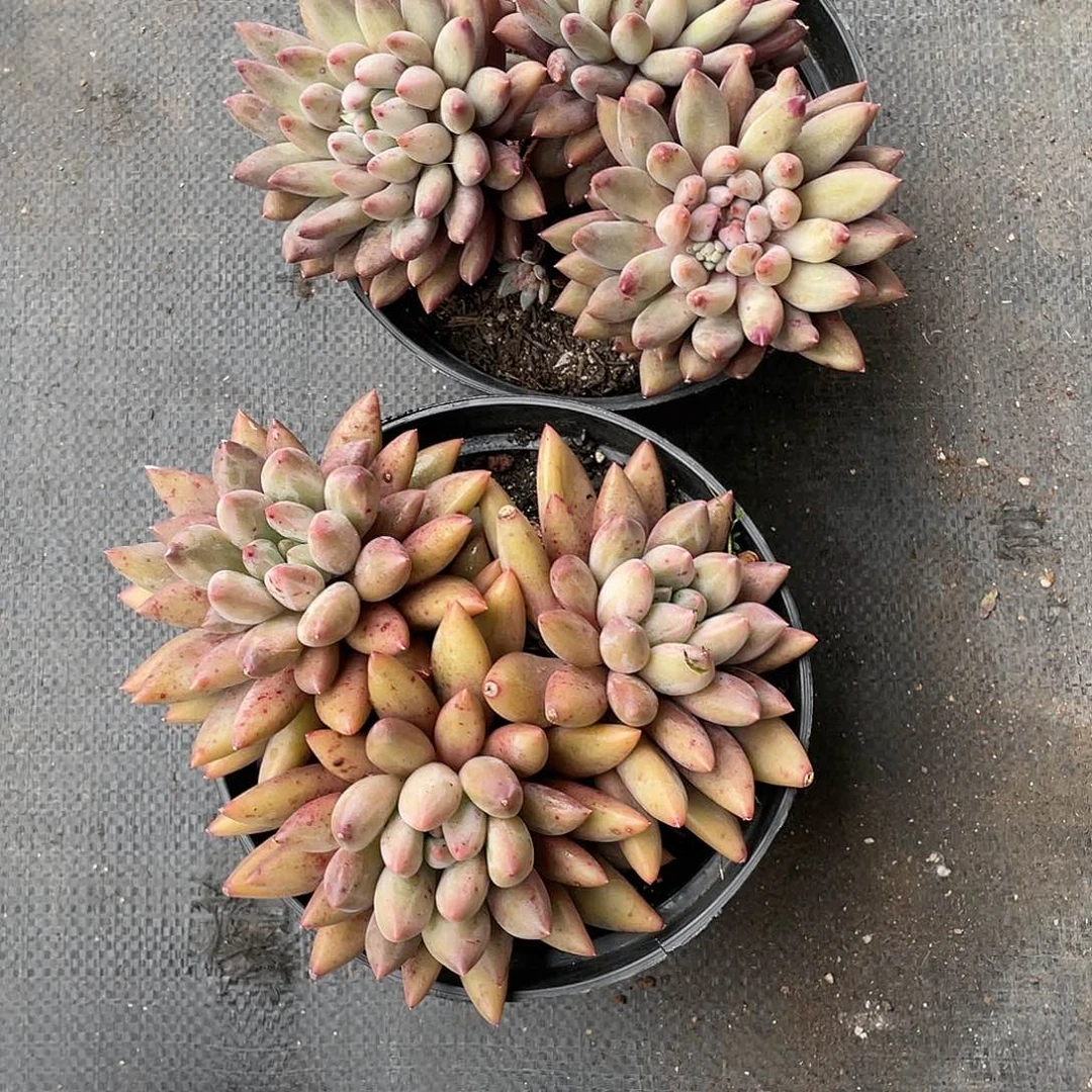 ￥**￥两颗超大红蜻蜓带盆发货