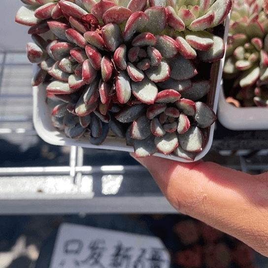 亚当珍妮带盆发货