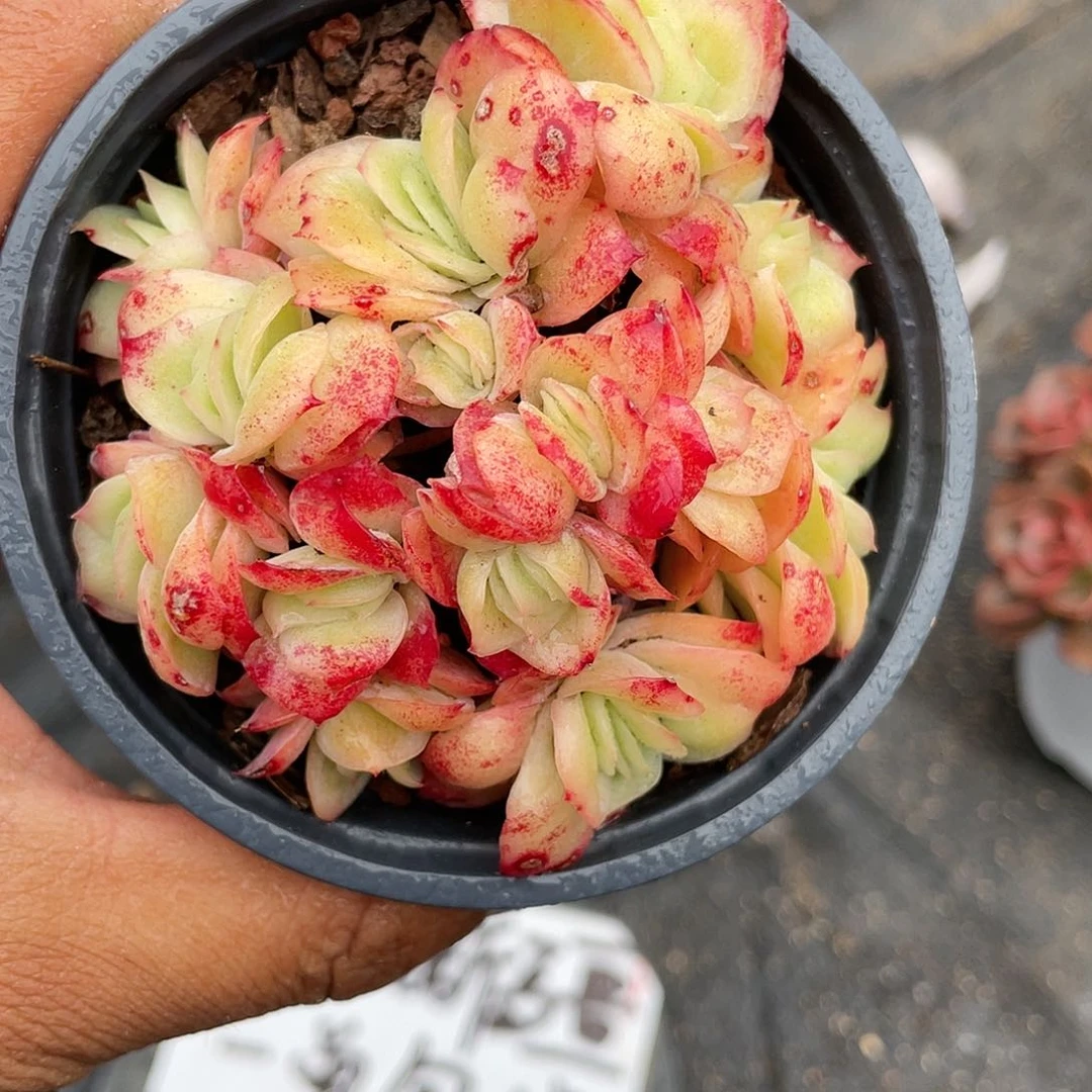 冰玫瑰锦带盆发货