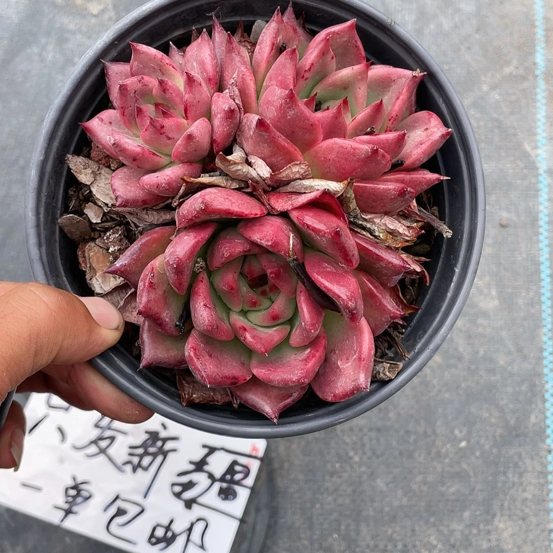 超大红颜密语带盆发货