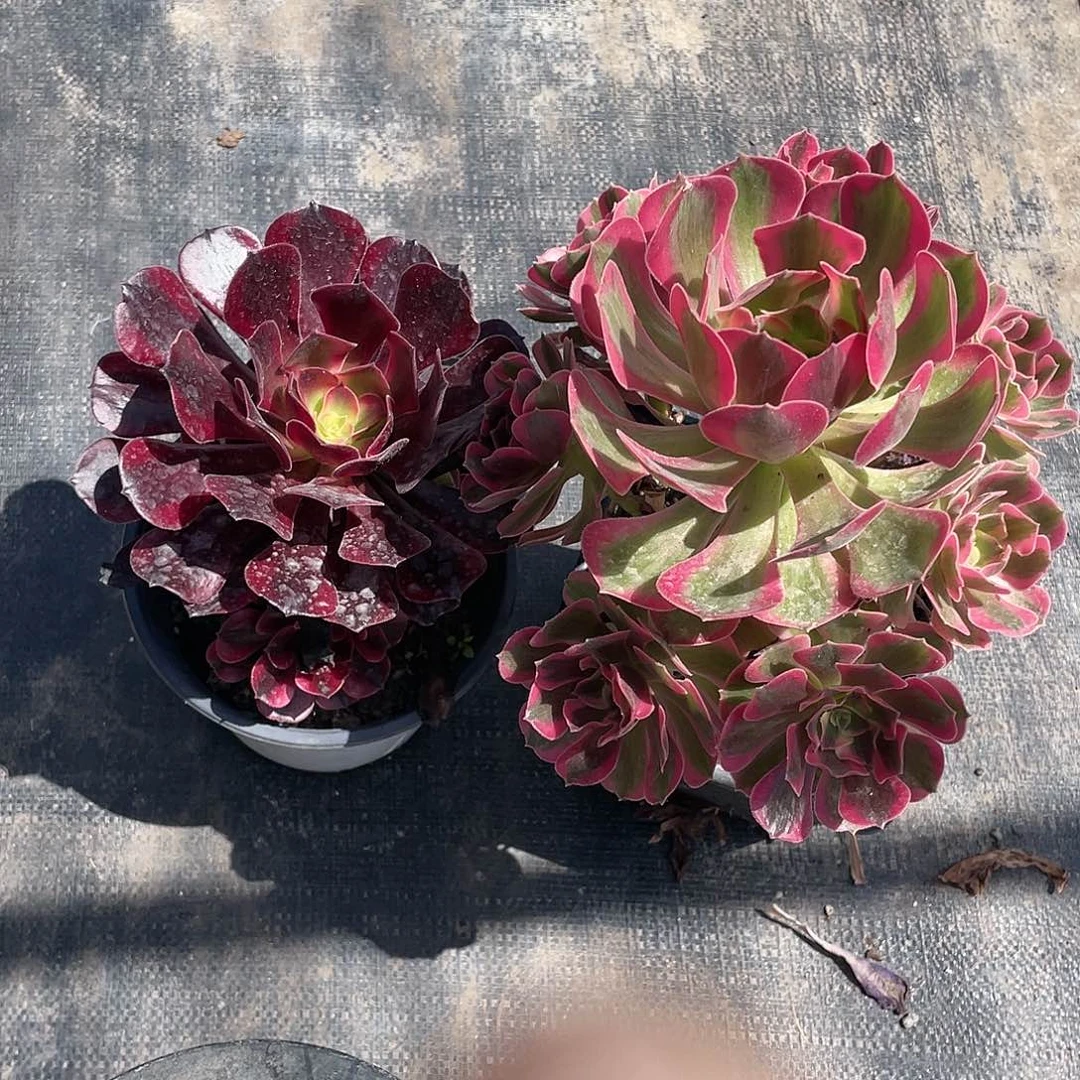 王*美杜莎加粉女郎带盆发货