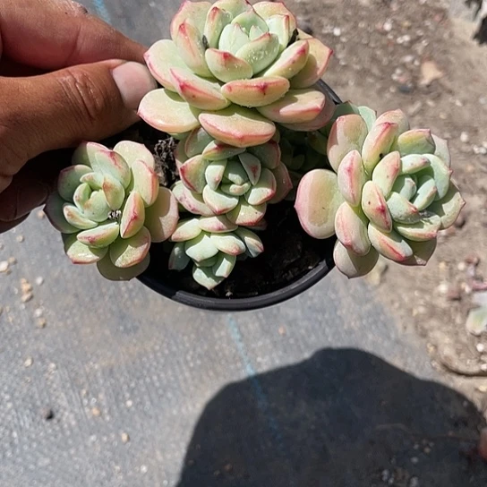 精控香草比斯带盆