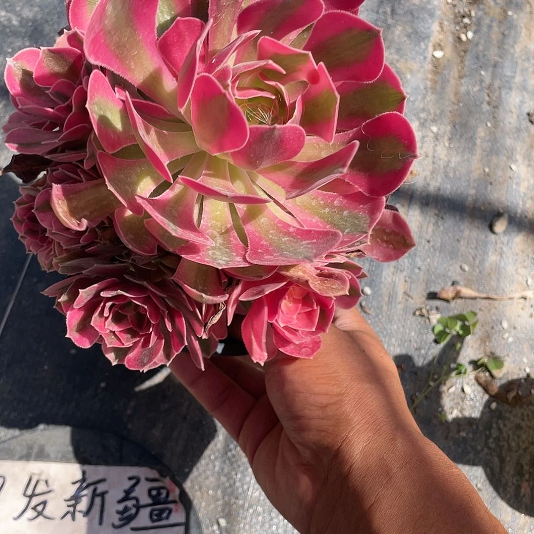 粉女巫手捧带盆发货